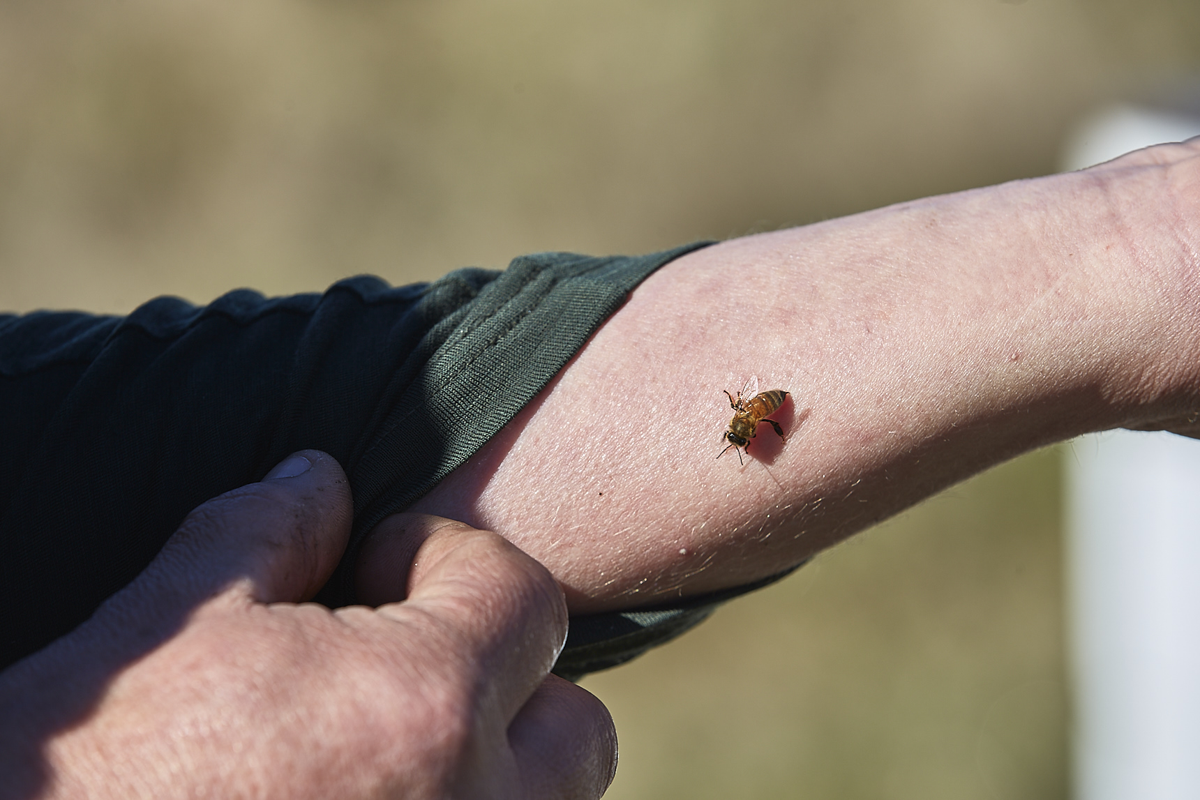 Honey Tasmania
